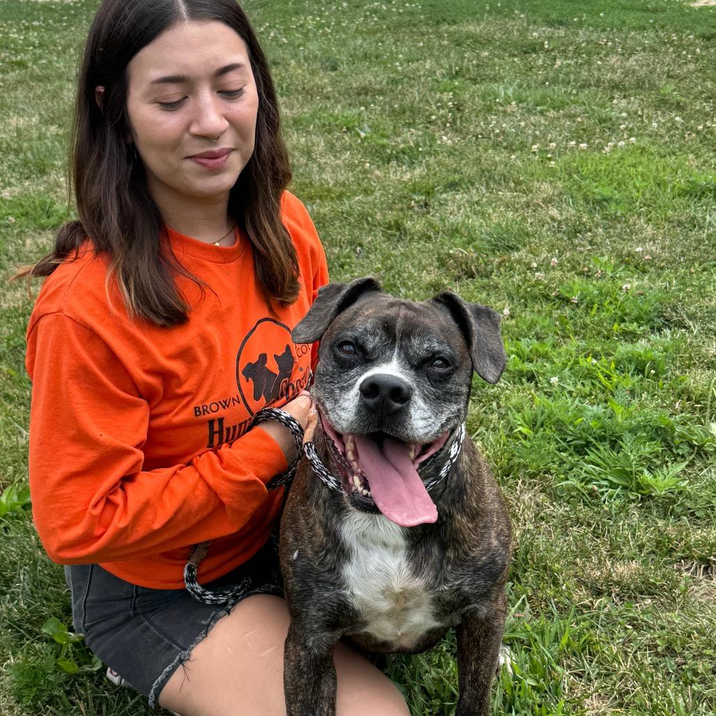 Luka, Adoptable, Senior Male Boxer.