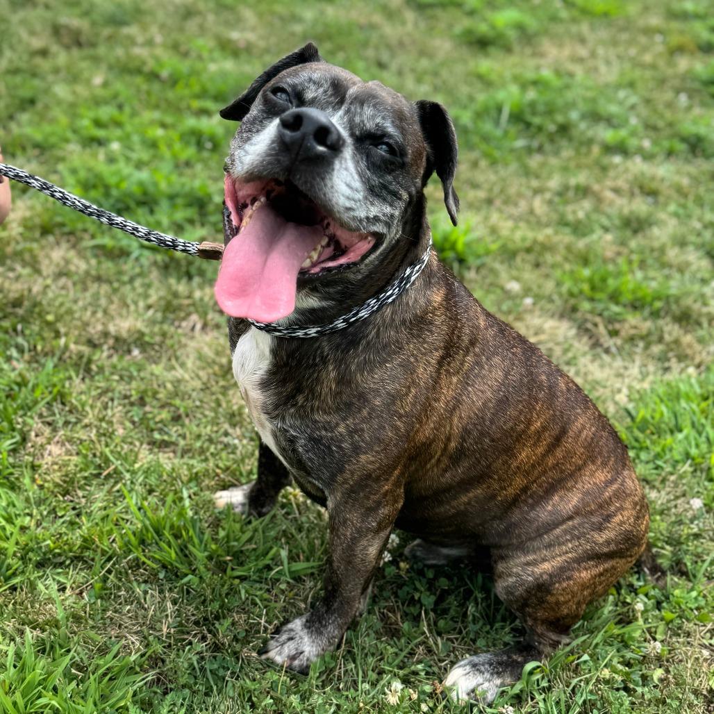 Luka, a Adoptable Boxer in Nashville, IN image 2/6