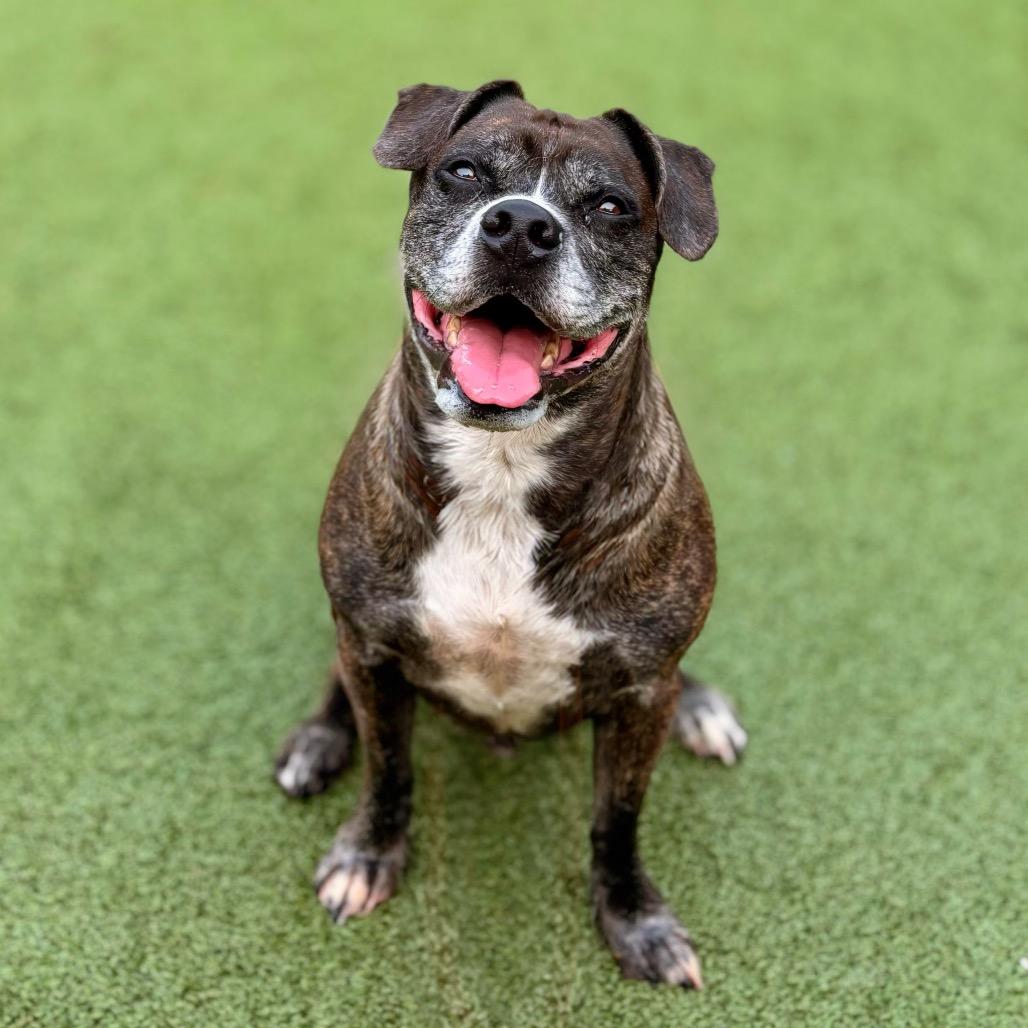 Luka, a Adoptable Boxer in Nashville, IN image 3/6