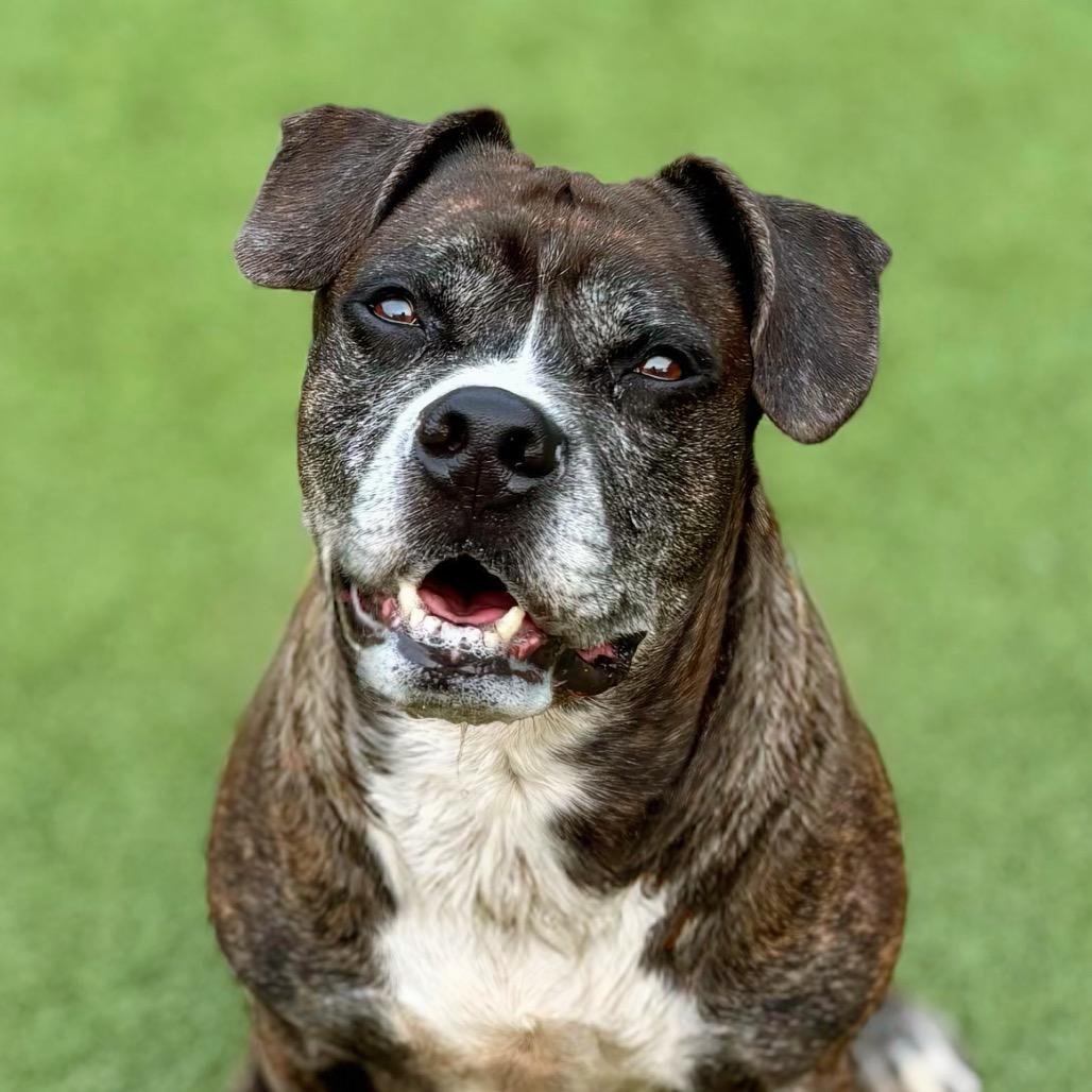 Luka, a Adoptable Boxer in Nashville, IN image 5/6