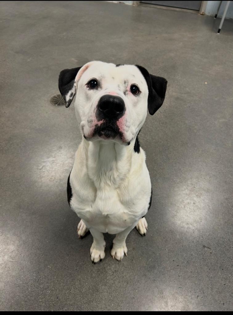 Enlarge Oreo, a Adoptable mixed breed in Johnson City, TN image 4/5