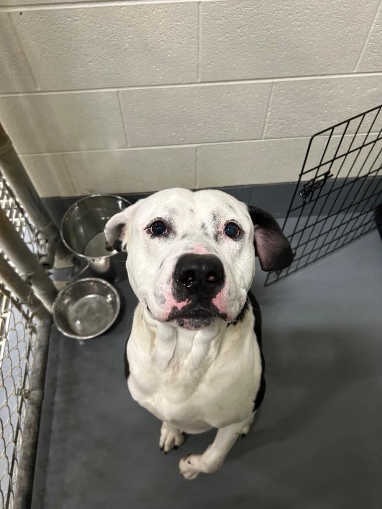 Enlarge Oreo, a Adoptable mixed breed in Johnson City, TN image 5/5