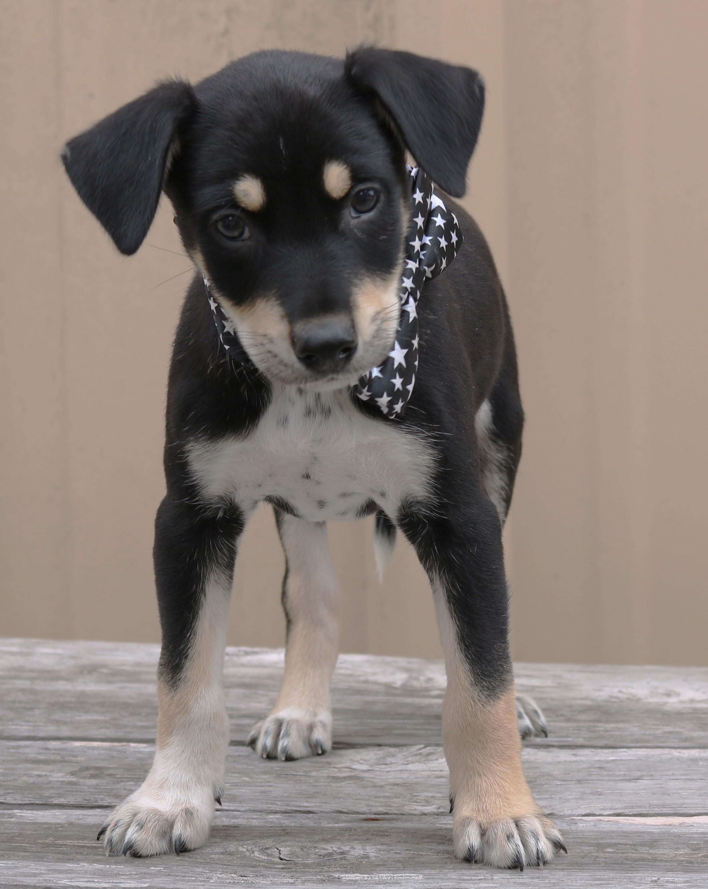 Major, adopted, Puppy Male Chihuahua & Miniature Schnauzer.