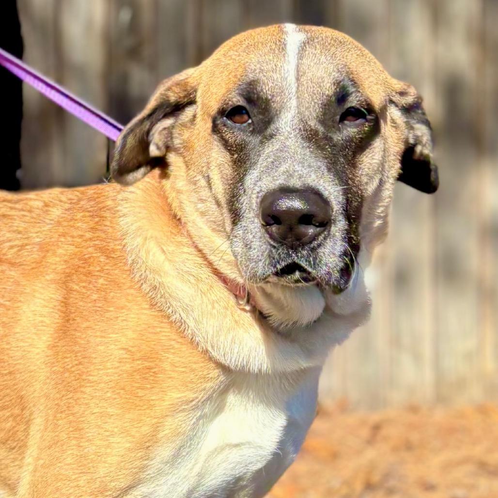 Bella, a Adoptable mixed breed in Midland, TX image 1/3