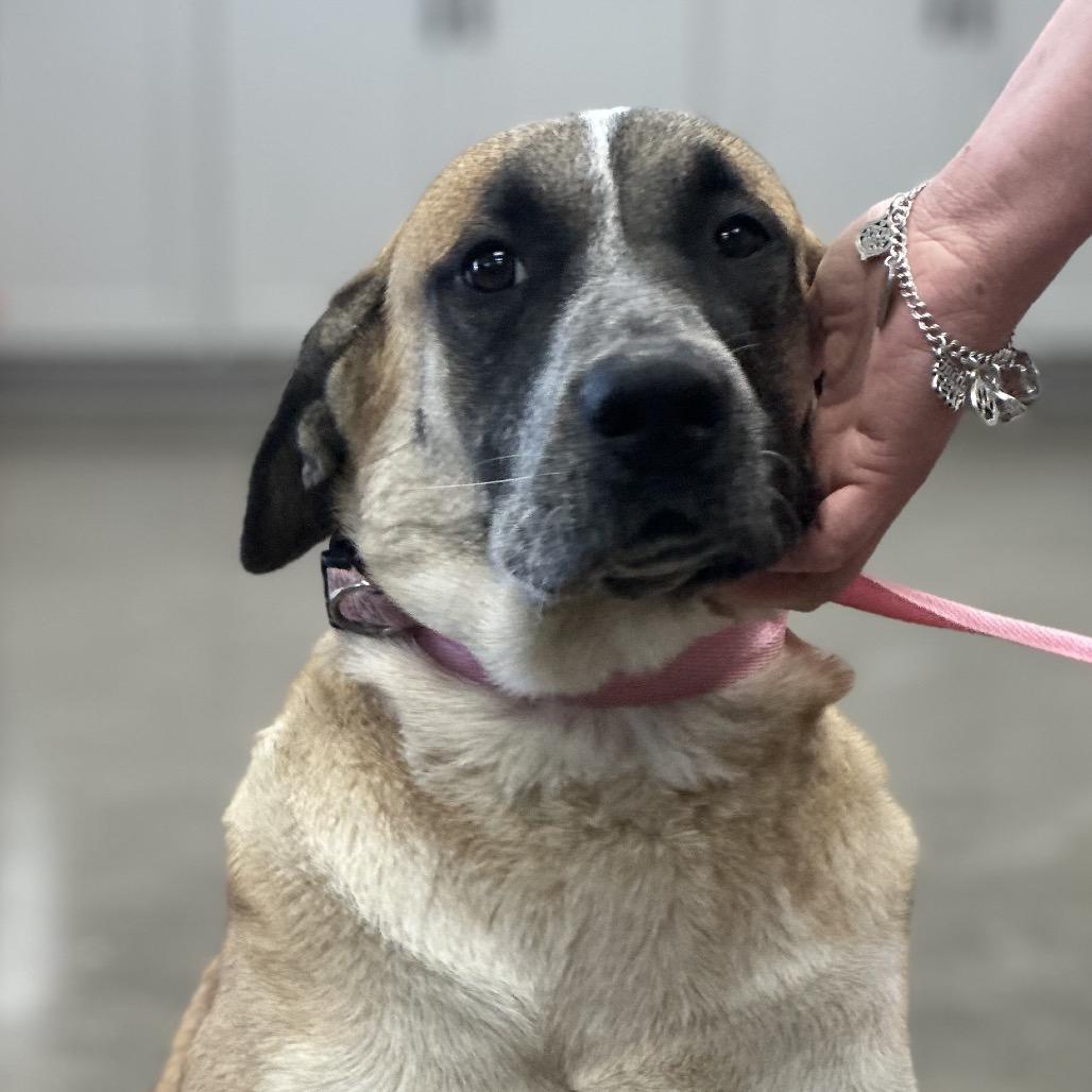 Bella, a Adoptable mixed breed in Midland, TX image 2/3