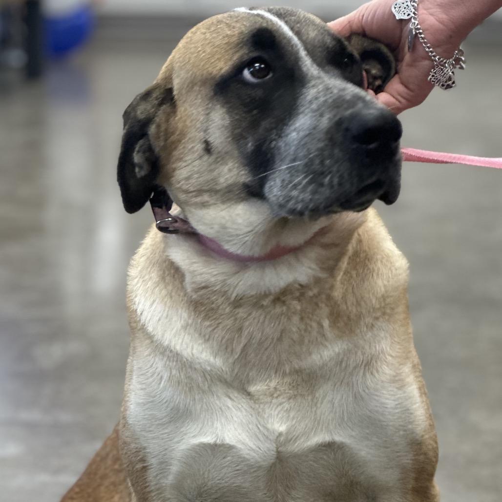 Bella, a Adoptable mixed breed in Midland, TX image 3/3