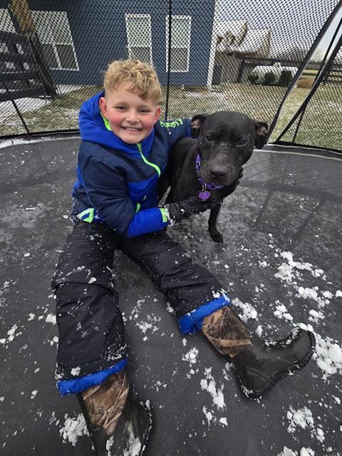 MISS YVONNE, Adoptable, Adult Female Pit Bull Terrier.