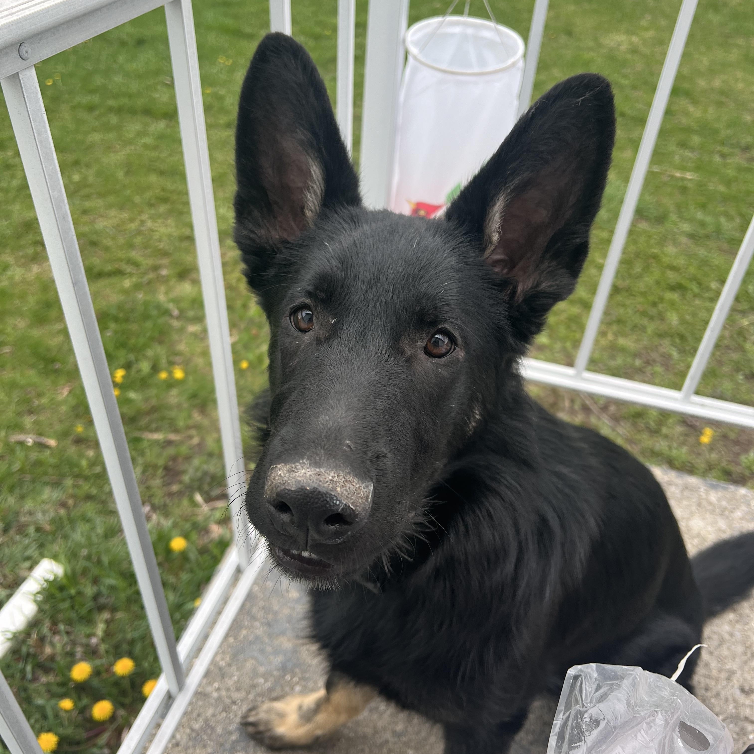 Shadow Courtesy Listing, ADOPTABLE, Adult Male German Shepherd Dog.