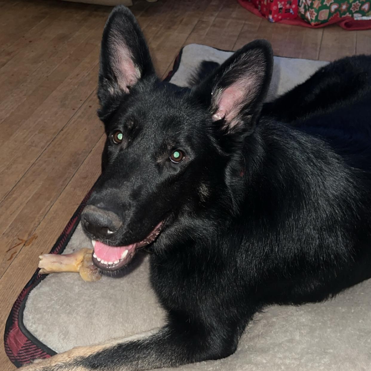 Enlarge Shadow Courtesy Listing, an adopted German Shepherd Dog in Midland, MI image 3/6