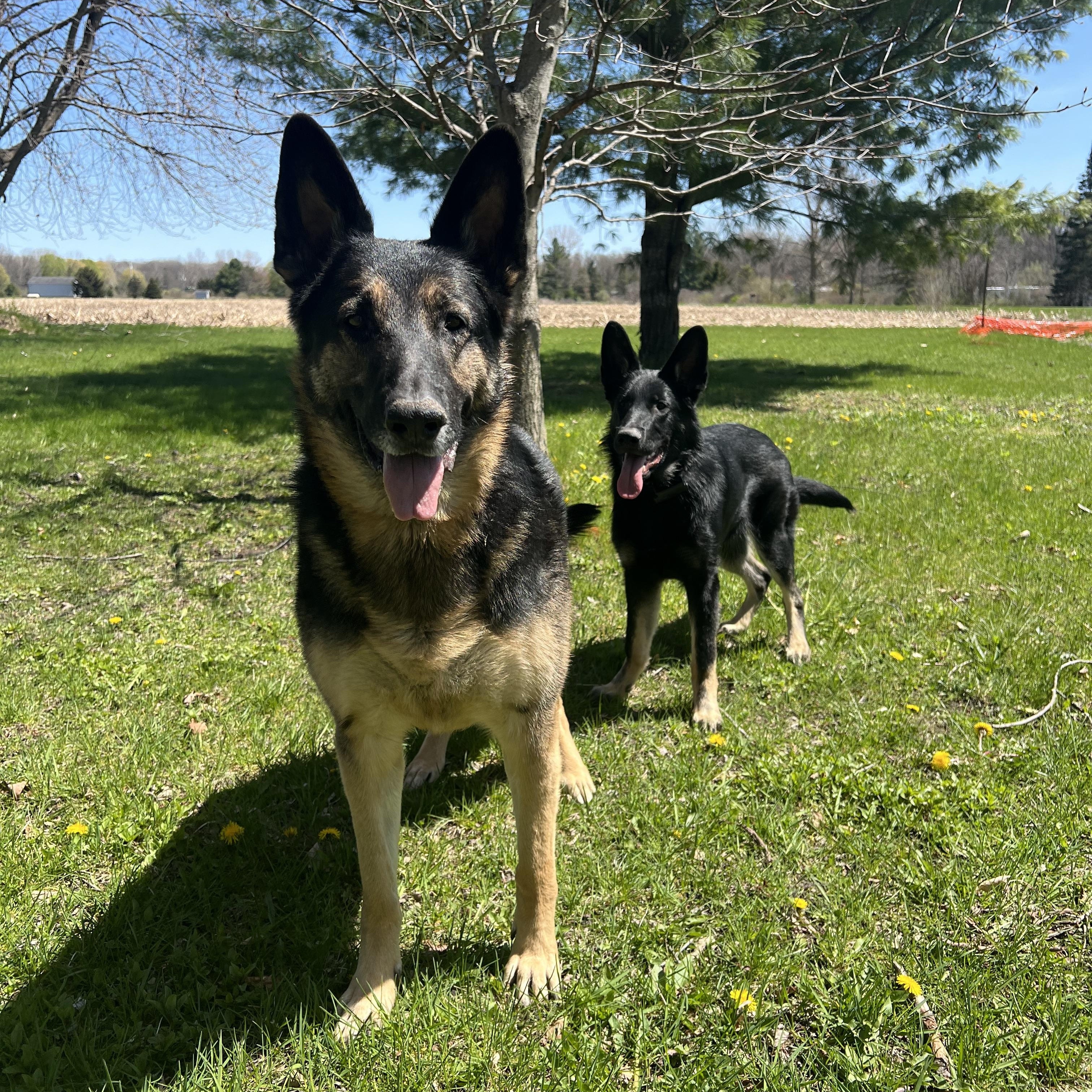 Enlarge Shadow Courtesy Listing, an adopted German Shepherd Dog in Midland, MI image 4/6