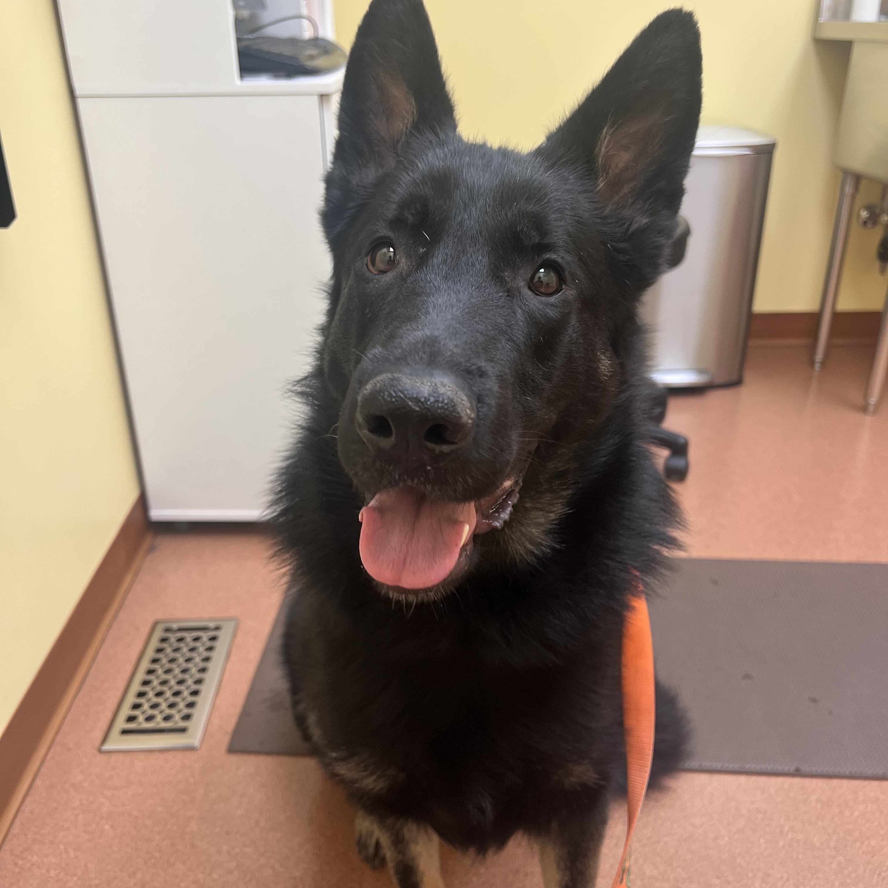 Enlarge Shadow Courtesy Listing, an adopted German Shepherd Dog in Midland, MI image 5/6