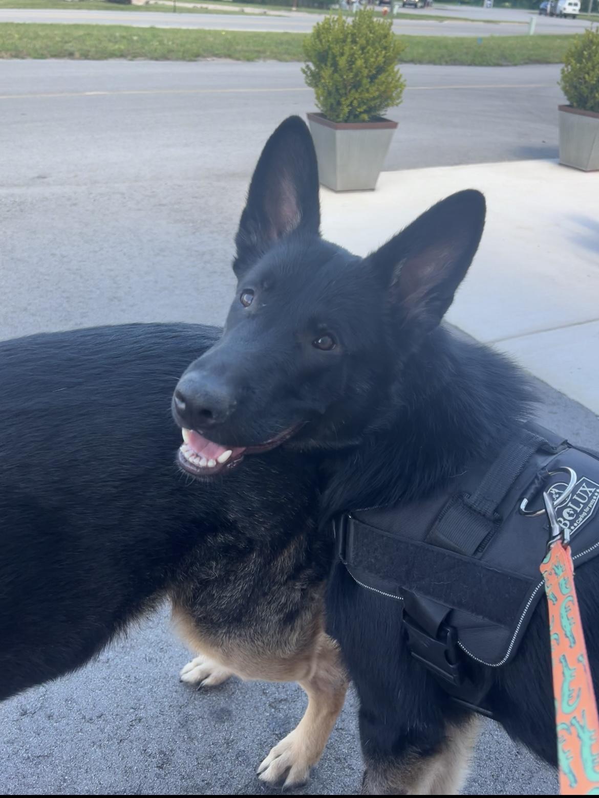 Enlarge Shadow Courtesy Listing, an adopted German Shepherd Dog in Midland, MI image 2/6