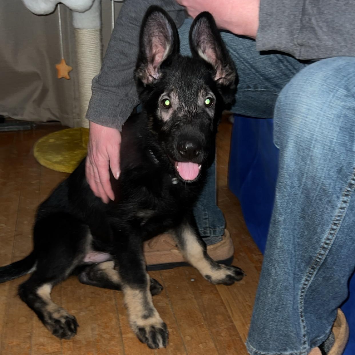 Enlarge Shadow Courtesy Listing, an adopted German Shepherd Dog in Midland, MI image 6/6