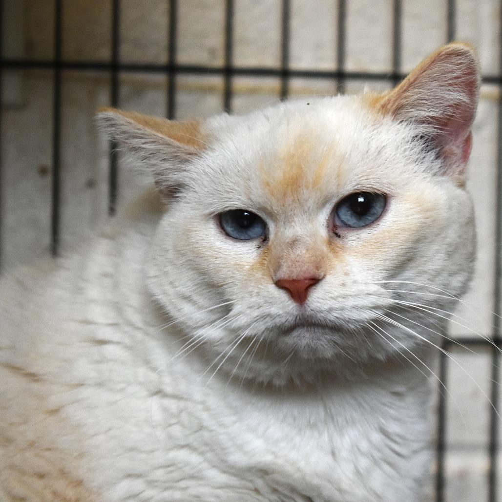 Enlarge Honey(Mallory), a Adoptable mixed breed in Waynesboro, PA image 1/2