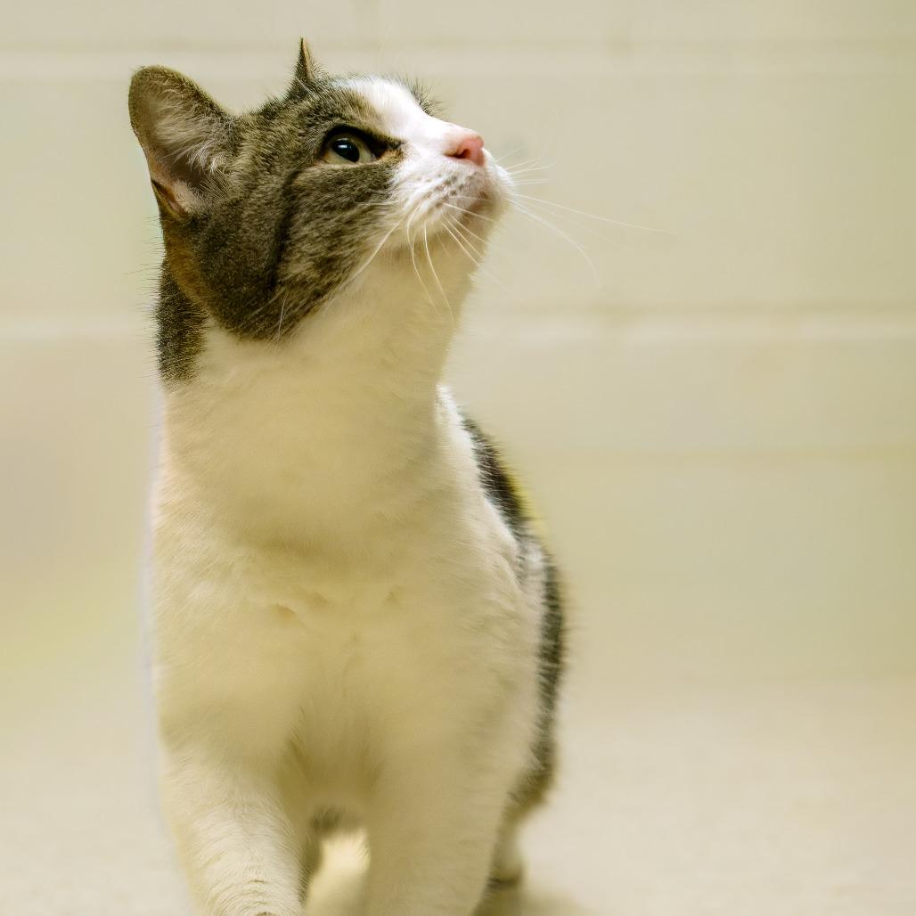 Borra, Adoptable, Senior Female Domestic Short Hair.