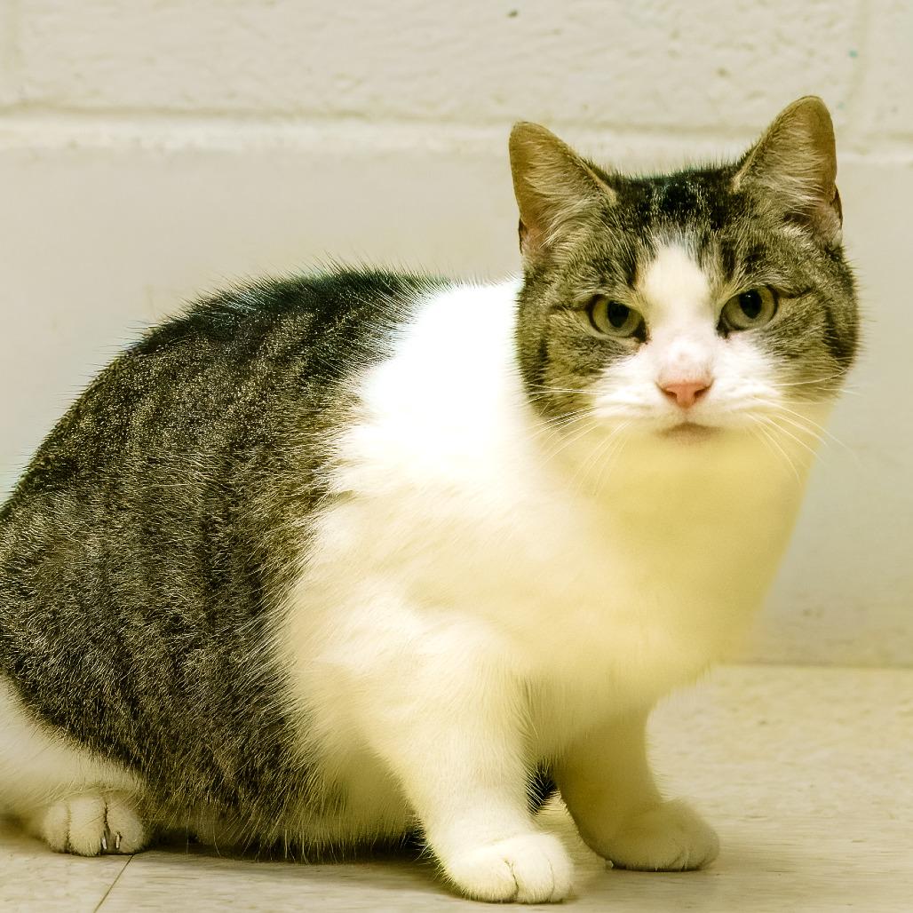 Borra, a Adoptable Domestic Short Hair in Versailles, KY image 2/2