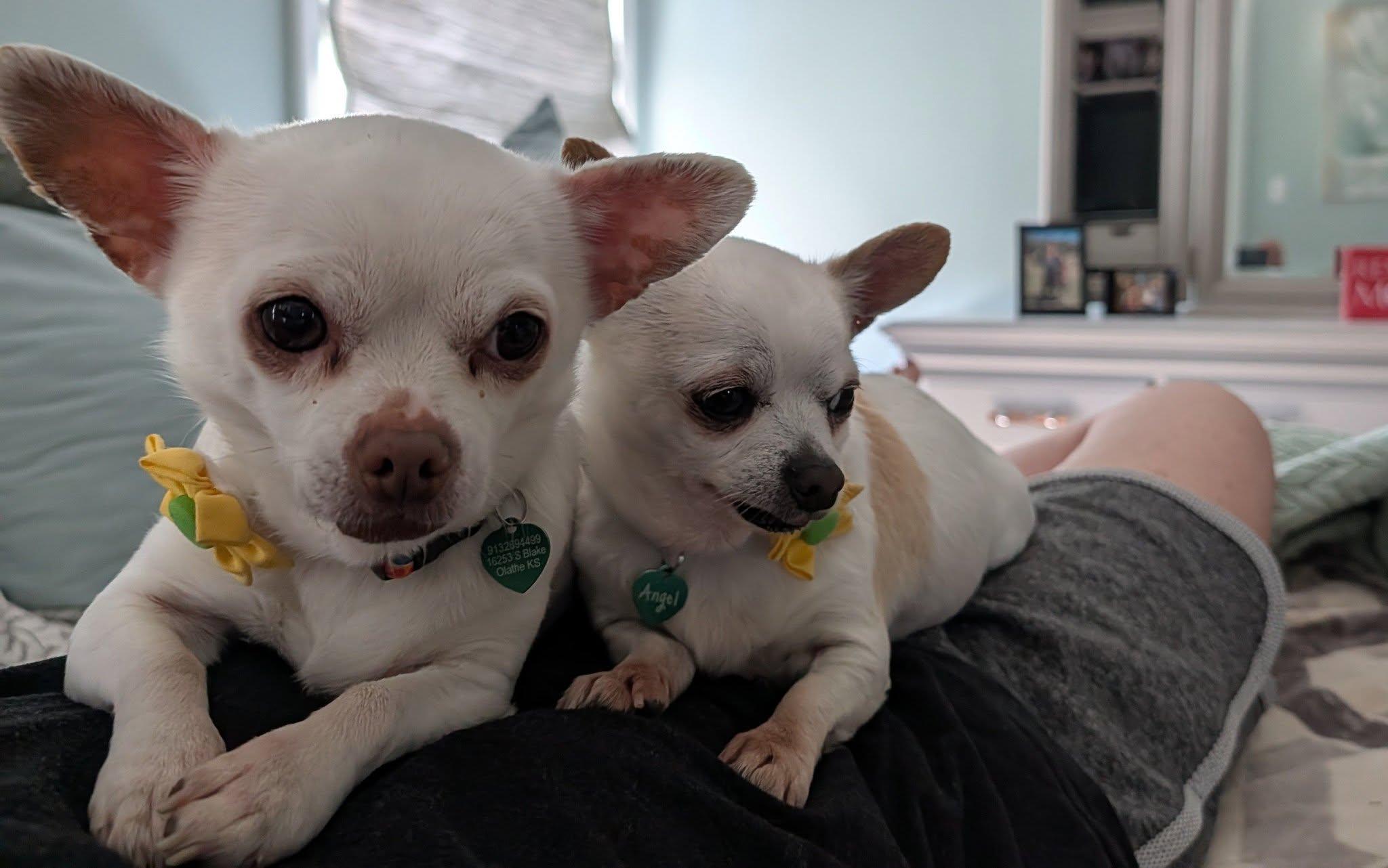 Angel and Sadee, a ADOPTABLE Chihuahua in Great Bend, KS image 2/2