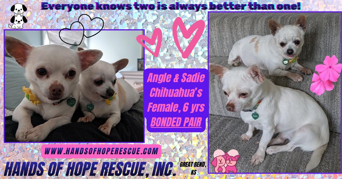 Angel and Sadee, a ADOPTABLE Chihuahua in Great Bend, KS image 1/2