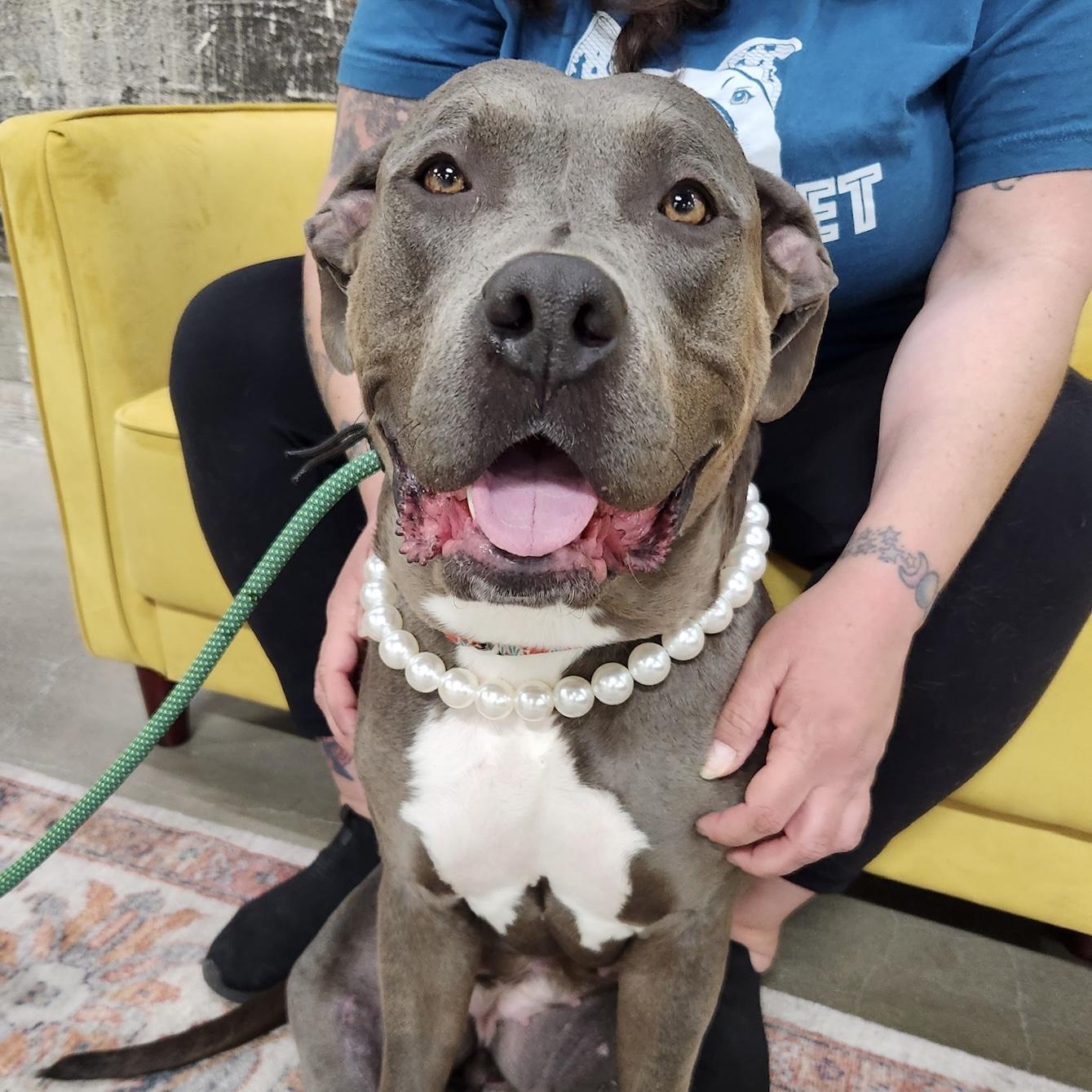 Popcorn, Adopted, Adult Female Pit Bull Terrier.