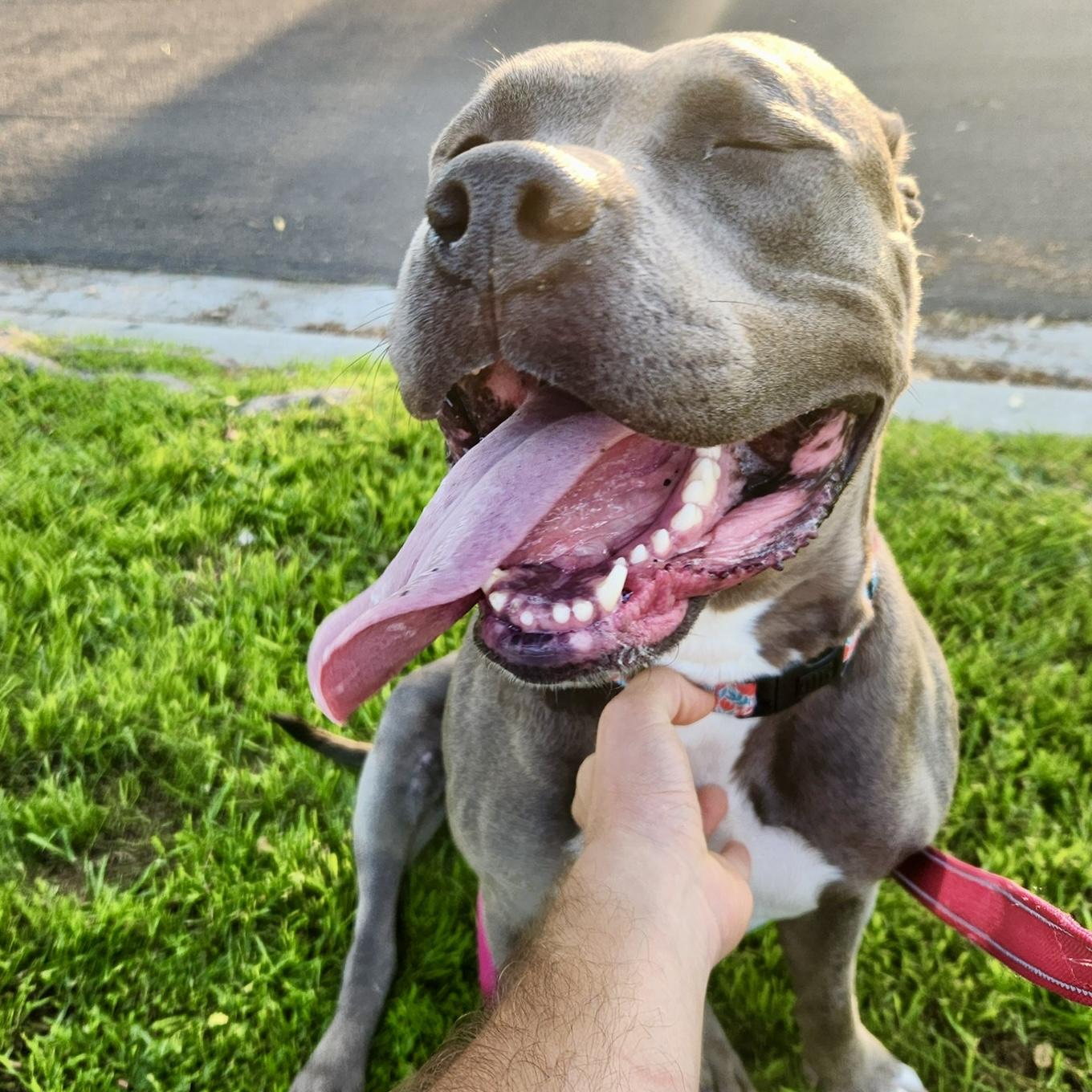 Enlarge Popcorn, a Adopted Pit Bull Terrier in Long Beach, CA image 2/6