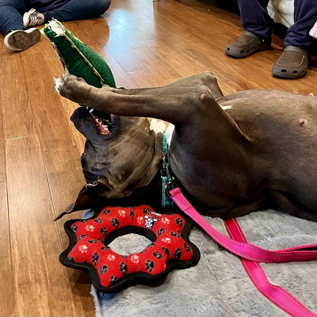 Enlarge Popcorn, a Adopted Pit Bull Terrier in Long Beach, CA image 3/6