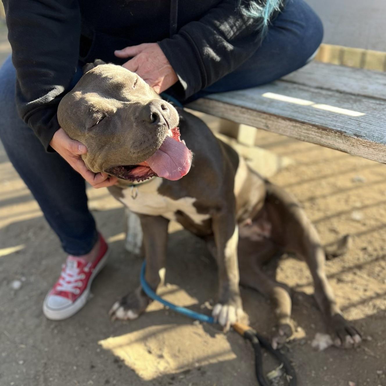 Enlarge Popcorn, a Adopted Pit Bull Terrier in Long Beach, CA image 4/6
