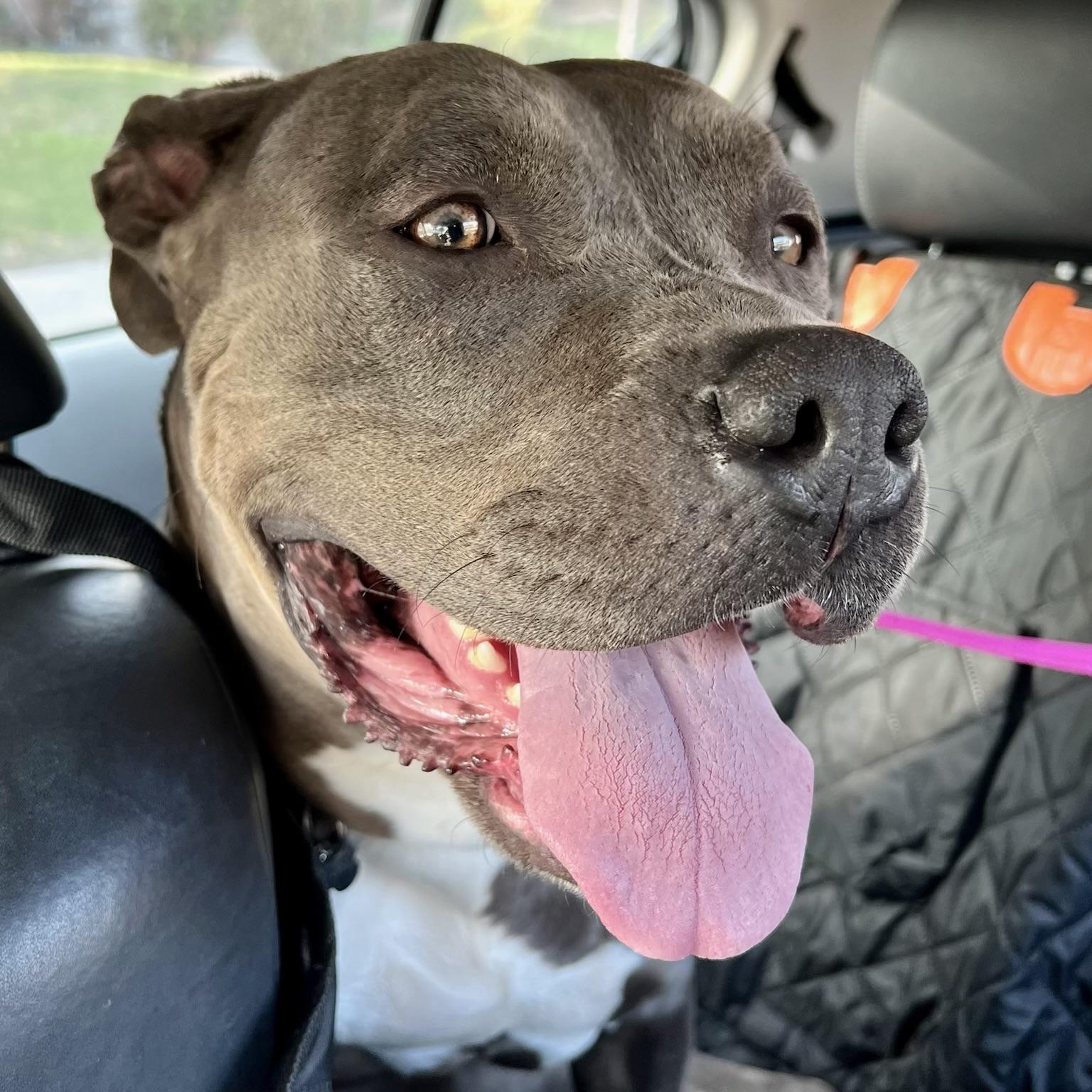 Enlarge Popcorn, a Adopted Pit Bull Terrier in Long Beach, CA image 5/6