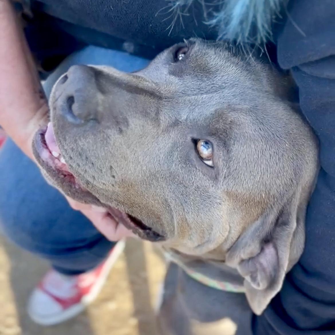 Enlarge Popcorn, a Adopted Pit Bull Terrier in Long Beach, CA image 6/6