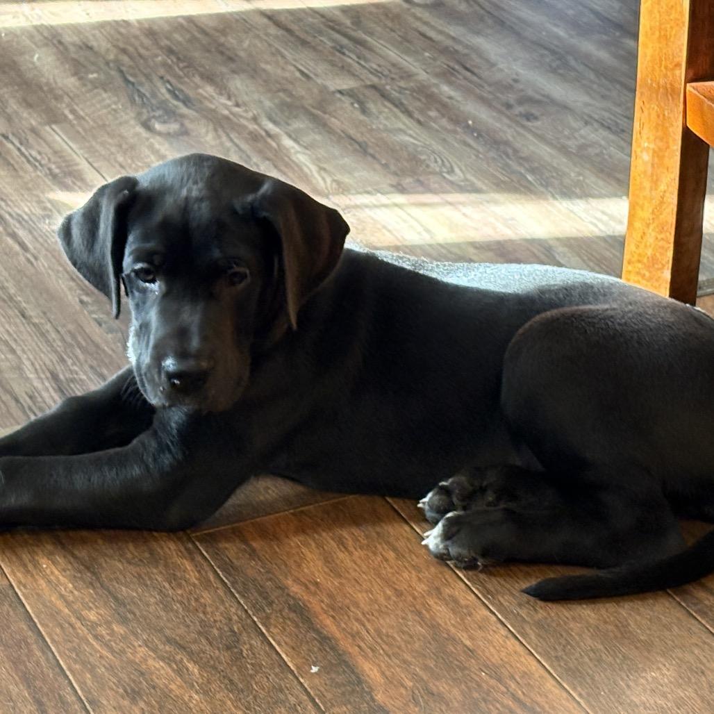 Harriet, Adoptable, Puppy Female Great Dane.