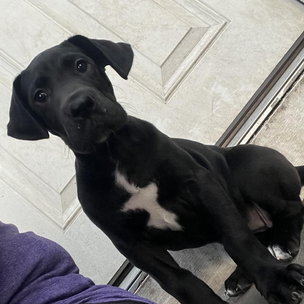 Enlarge Harriet, a Adoptable Great Dane in Sinking Spring, PA image 3/6