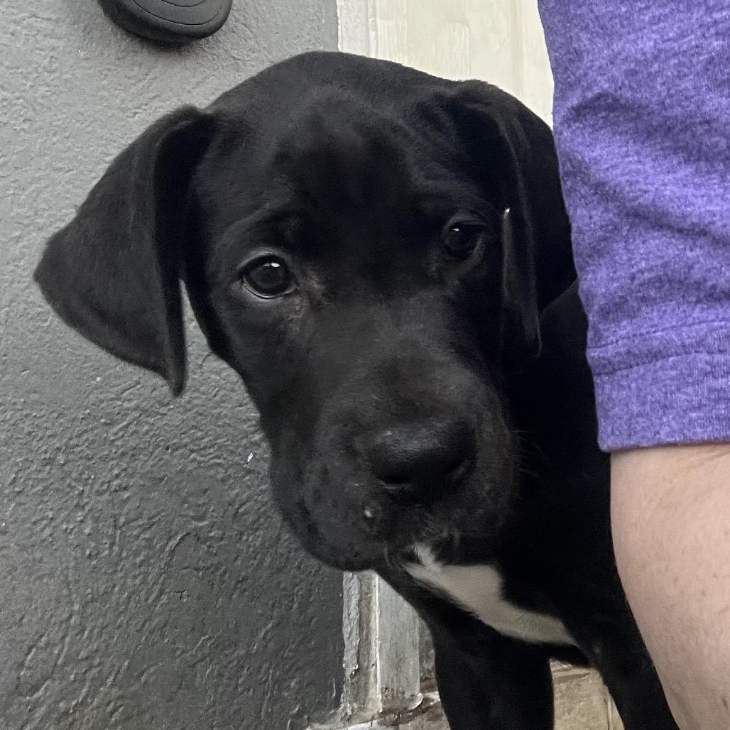 Enlarge Harriet, a Adoptable Great Dane in Sinking Spring, PA image 4/6