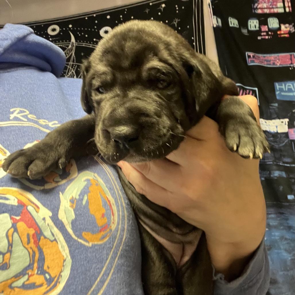 Enlarge Harriet, a Adoptable Great Dane in Sinking Spring, PA image 5/6