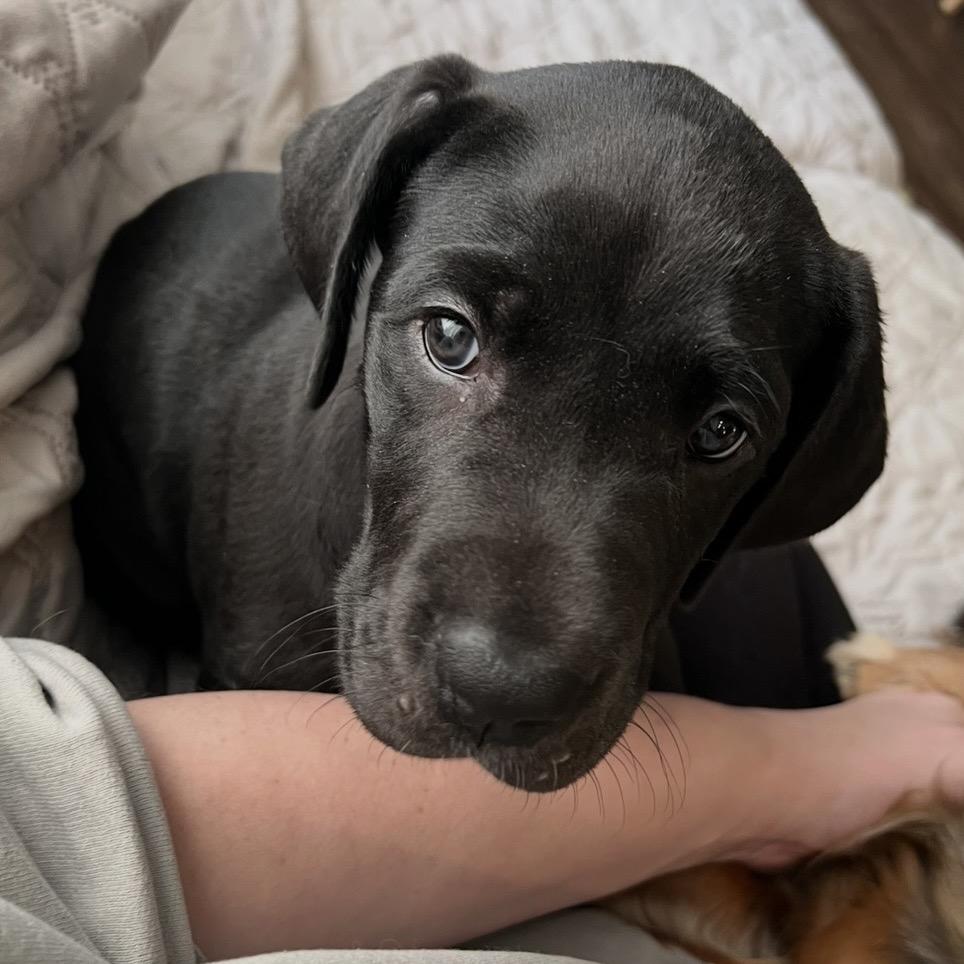 Enlarge Harriet, a Adoptable Great Dane in Sinking Spring, PA image 6/6