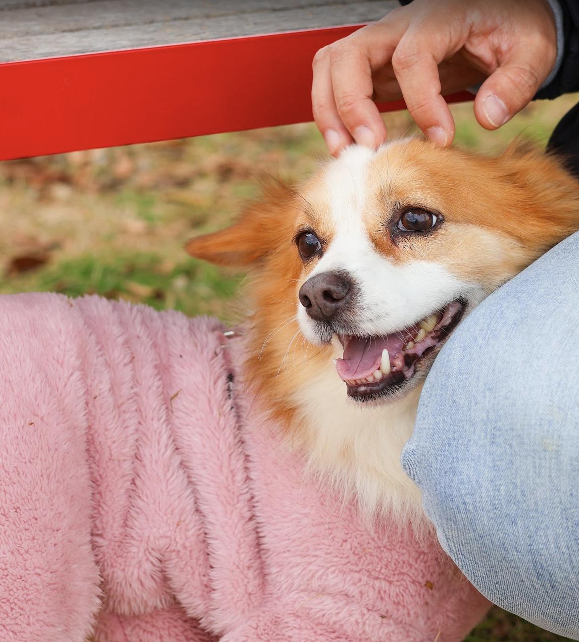 Enlarge Ravi, a Adoptable mixed breed in Astoria, NY image 3/6