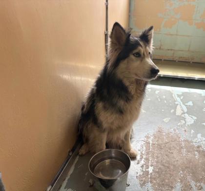 Enlarge Luna, a Adopted Siberian Husky in Harlingen, TX image 1/1
