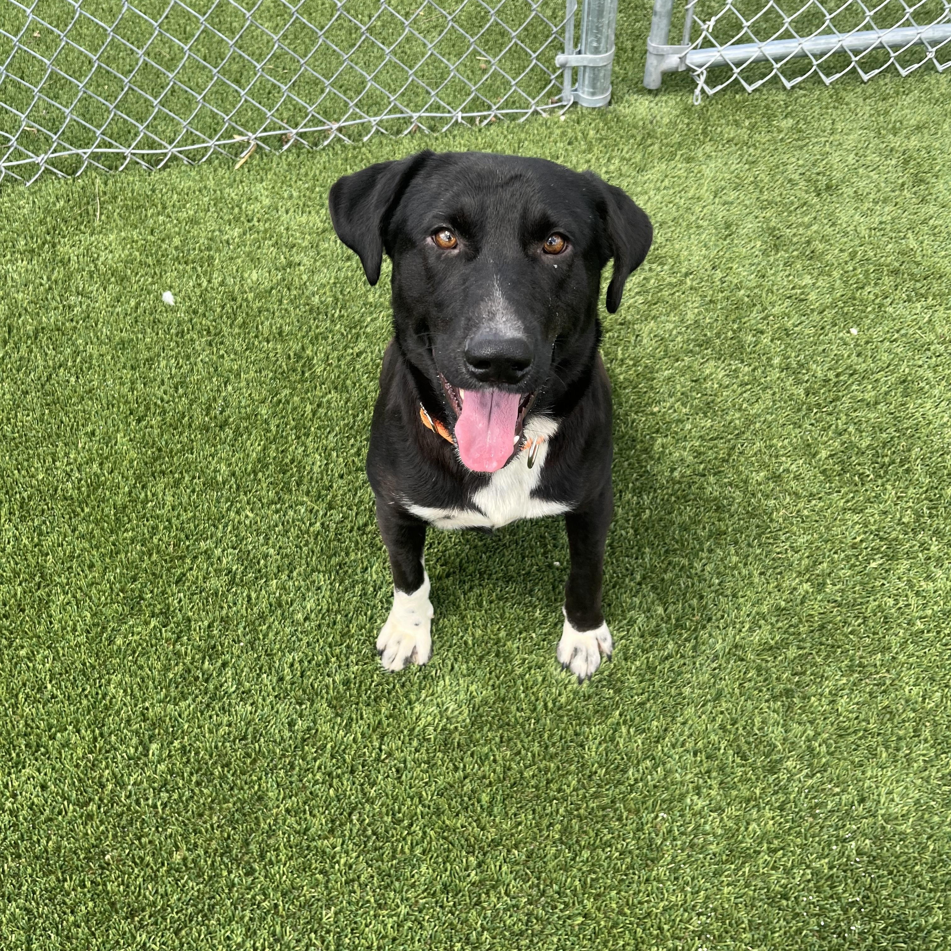 Gary, Young Male Retriever