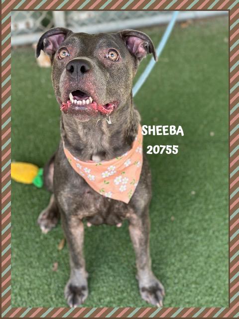 Enlarge SHEEBA, a Adoptable mixed breed in Marietta, GA image 5/5