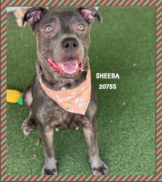 SHEEBA, Adoptable, Young Female Pit Bull Terrier.