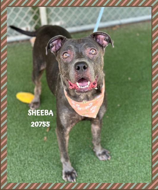 Enlarge SHEEBA, a Adoptable mixed breed in Marietta, GA image 4/5