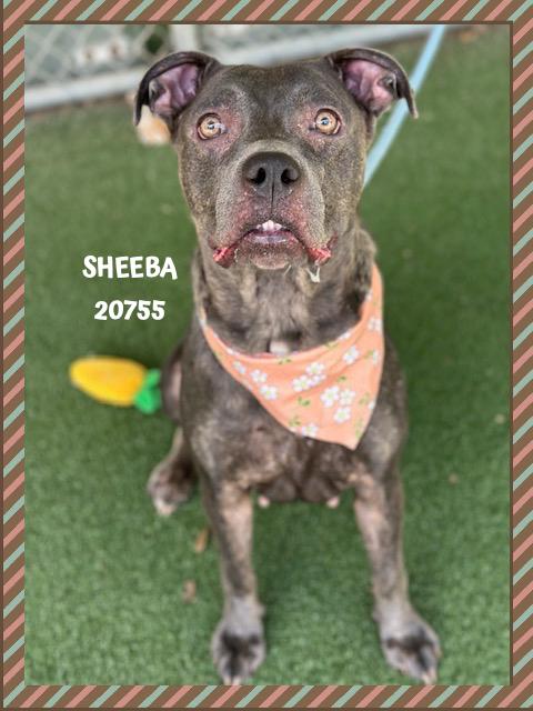 Enlarge SHEEBA, a Adoptable mixed breed in Marietta, GA image 2/5