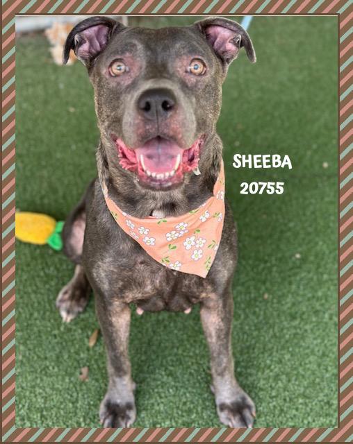 Enlarge SHEEBA, a Adoptable mixed breed in Marietta, GA image 3/5