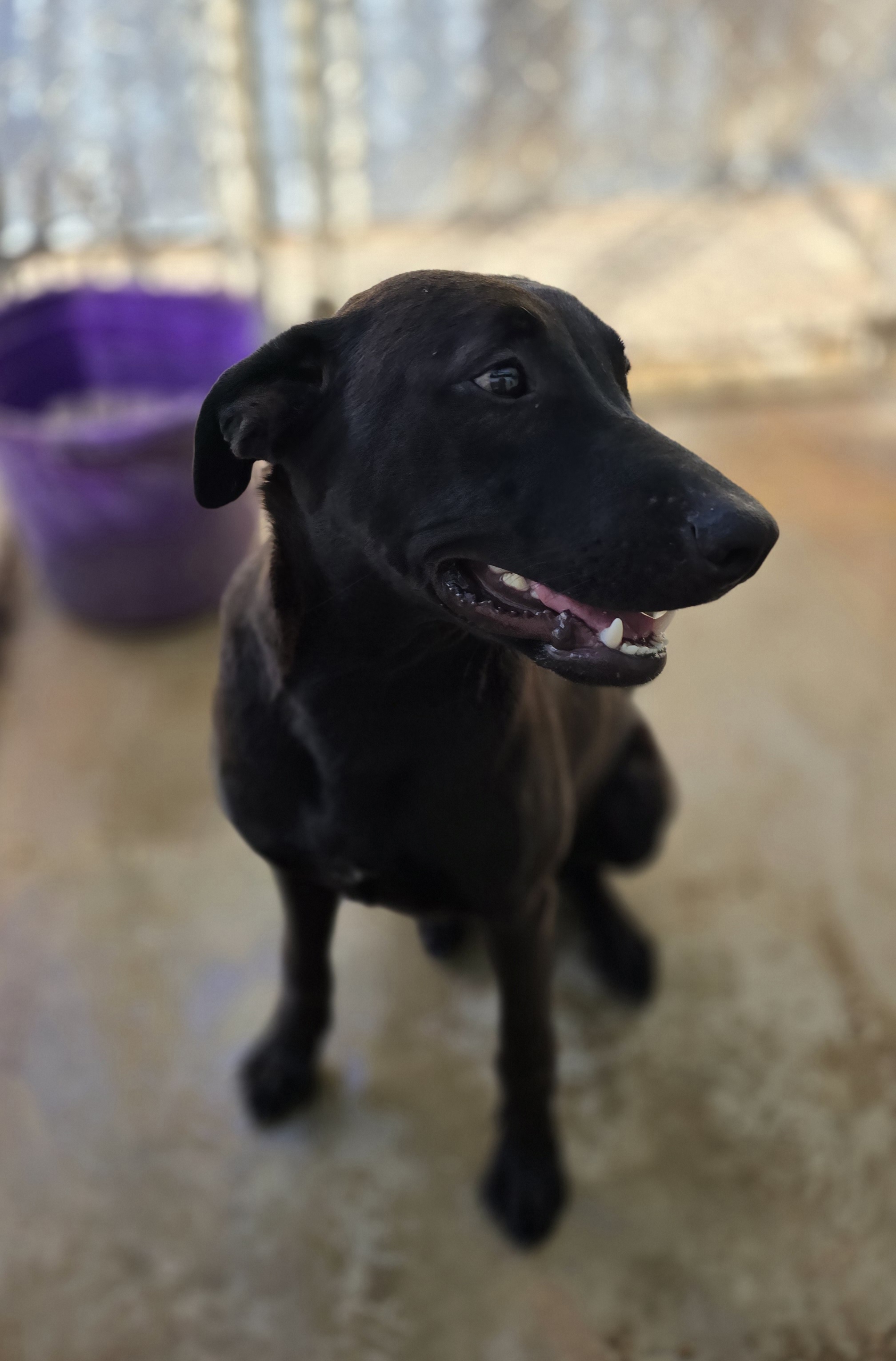 Posey, Young Female Black Labrador Retriever