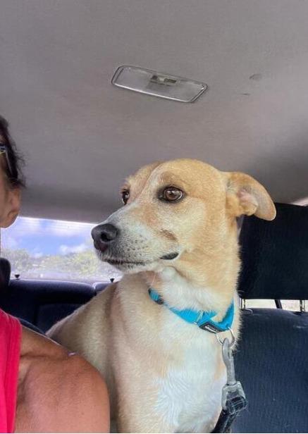 KNOX (FOSTER OR FOSTER TO ADOPT), a ADOPTABLE mixed breed in Ajax, ON image 3/6