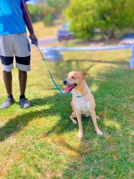 KNOX (FOSTER OR FOSTER TO ADOPT), a ADOPTABLE mixed breed in Ajax, ON image 6/6