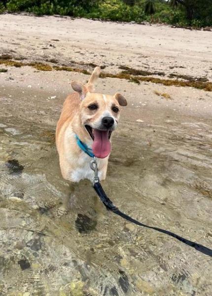 KNOX (FOSTER OR FOSTER TO ADOPT), a ADOPTABLE mixed breed in Ajax, ON image 4/6