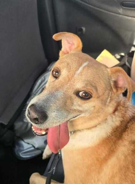 KNOX (FOSTER OR FOSTER TO ADOPT), ADOPTABLE, Adult Male Mixed Breed.