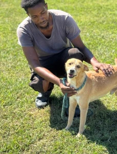 KNOX (FOSTER OR FOSTER TO ADOPT), a ADOPTABLE mixed breed in Ajax, ON image 5/6