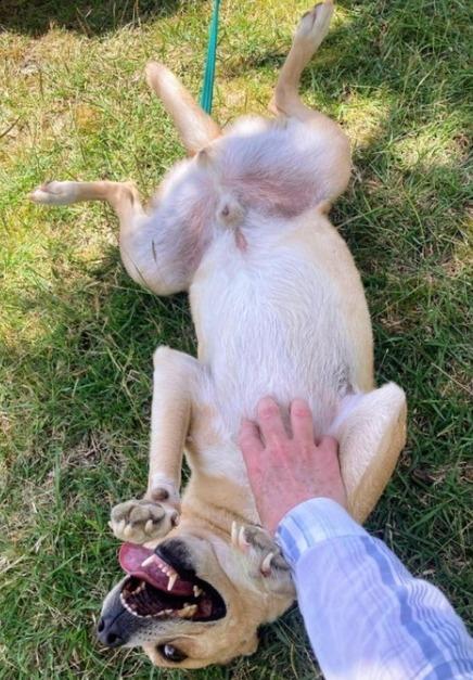 KNOX (FOSTER OR FOSTER TO ADOPT), a ADOPTABLE mixed breed in Ajax, ON image 2/6