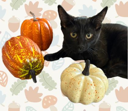 Luna, Adoptable, Young Female Domestic Short Hair & Domestic Short Hair.