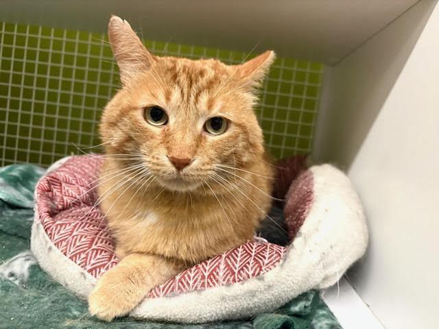 Michael, ADOPTABLE, Adult Male Domestic Short Hair.